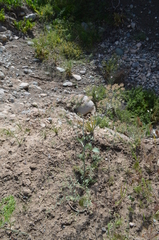 Elaeosticta ferganensis