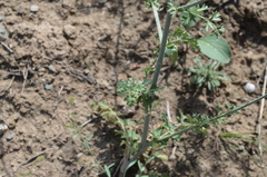 Elaeosticta ferganensis