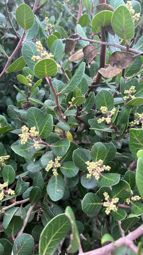 iNaturalist observation photo of lemonade berry