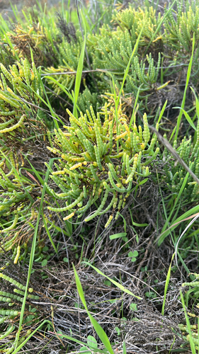 iNaturalist observation photo of Parish's glasswort