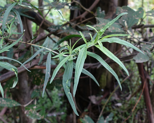 Three-veined cassinia (Cassinia trinerva)
