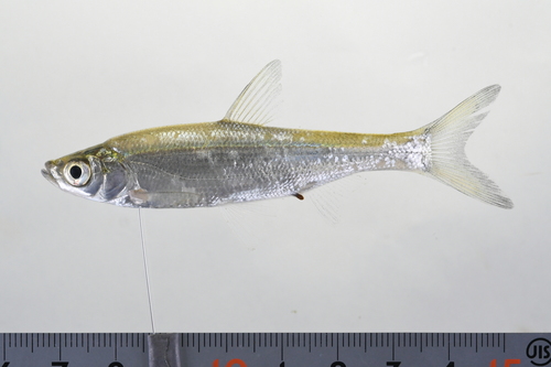 Wataka (Ischikauia steenackeri) — Cyprinidae — 3