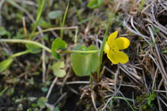 Caltha serotina