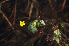 Caltha serotina