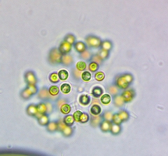 Dictyosphaerium
