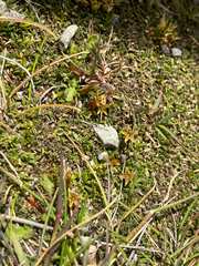 Tiny Stackhousia (Stackhousia minima)