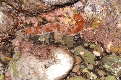 Holothuria fuscocinerea