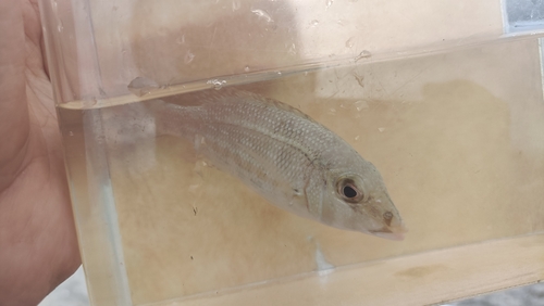 Lethrinus obsoletus
