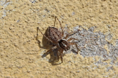 Menemerus semilimbatus