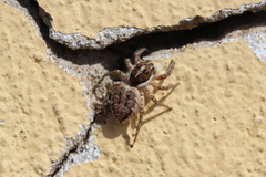 Menemerus semilimbatus