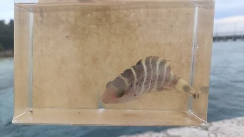 Cheilinus fasciatus