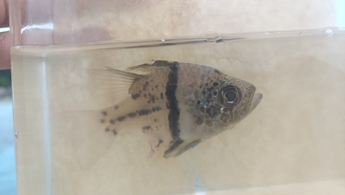 Sphaeramia orbicularis