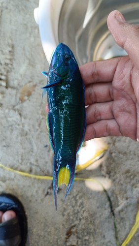 Thalassoma lunare
