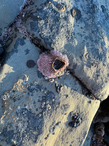 Pink Volcano Barnacle, Cotoni-Coast Dairies, CA, US, photo 9 of 10