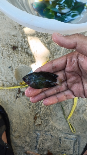 Pomacentrus chrysurus