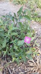 Oenothera rosea