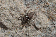 Menemerus semilimbatus