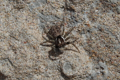 Menemerus semilimbatus