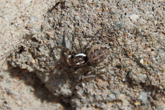 Menemerus semilimbatus