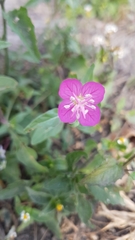 Oenothera rosea