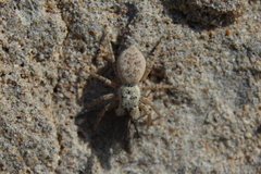 Menemerus semilimbatus