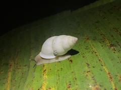 Amphidromus