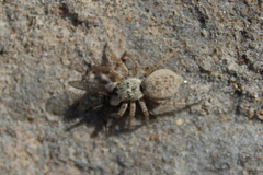 Menemerus semilimbatus