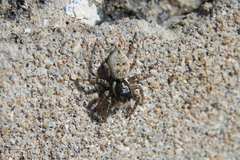 Menemerus semilimbatus