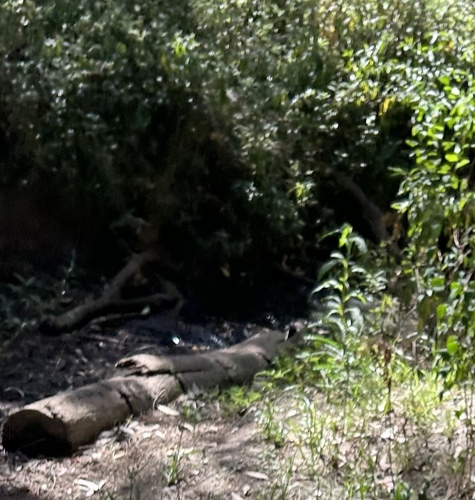 Red-bellied Black Snake sighting