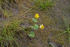 Caltha violacea