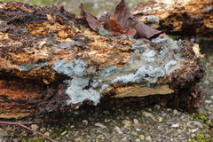 Byssocorticium atrovirens