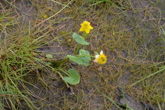 Caltha violacea