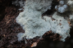 Byssocorticium atrovirens