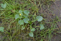 Caltha violacea