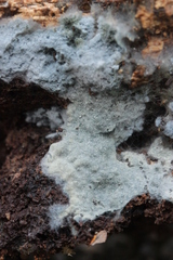 Byssocorticium atrovirens