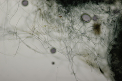 Byssocorticium atrovirens