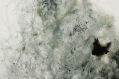 Byssocorticium atrovirens