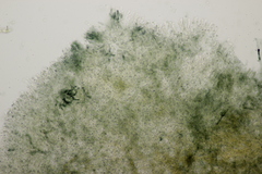 Byssocorticium atrovirens