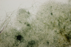 Byssocorticium atrovirens