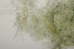 Byssocorticium atrovirens
