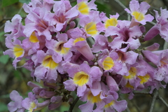 Handroanthus impetiginosus