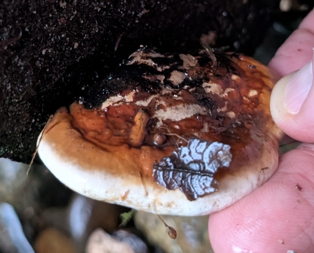 Fomitopsis mounceae · December 2025 · photo: © michaelshan (iNaturalist, cc-by-nc)