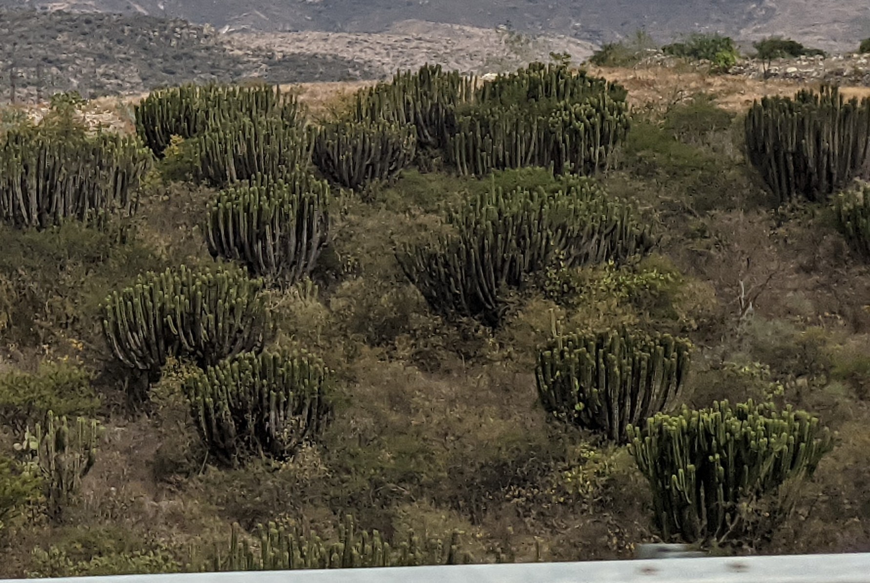 Myrtillocactus schenckii