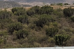 Myrtillocactus schenckii