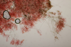 Byssocorticium atrovirens