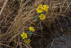 Caltha violacea