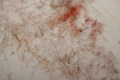 Byssocorticium atrovirens