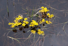 Caltha violacea