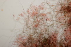 Byssocorticium atrovirens