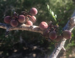 Bursera exequielii